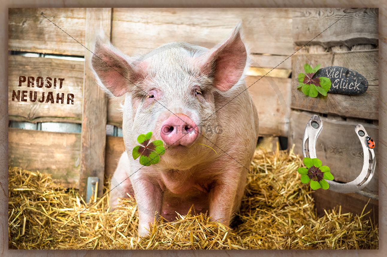 Grusskarte NEUJAHR Happy New Year Postkarte ungelaufen Hufeisen Sekt Schwein